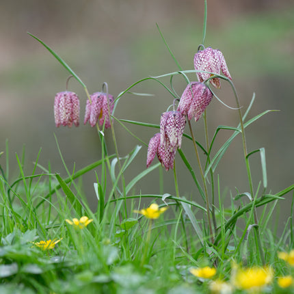 Fritillaria meleagris