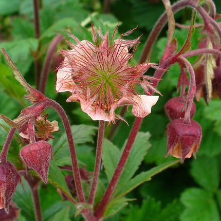 Geum rivale