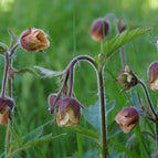 1 / 7cm Bareroot