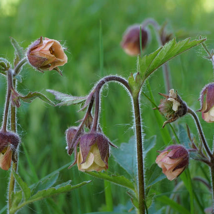 Geum rivale