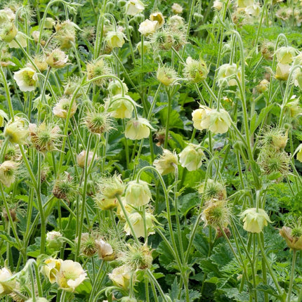 Geum rivale 'Album'