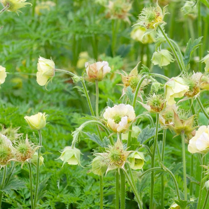 Geum rivale 'Album'