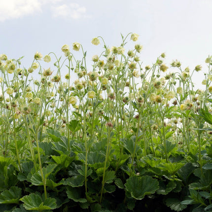 Geum rivale 'Album'
