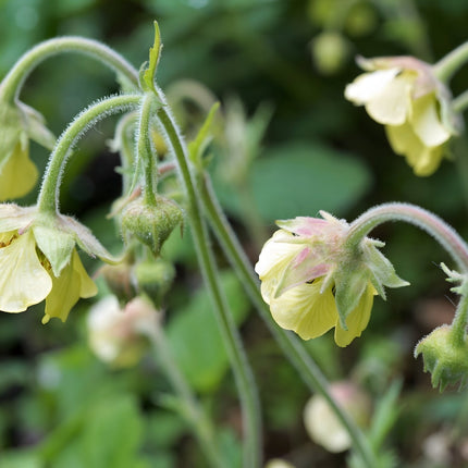 Geum rivale 'Album'