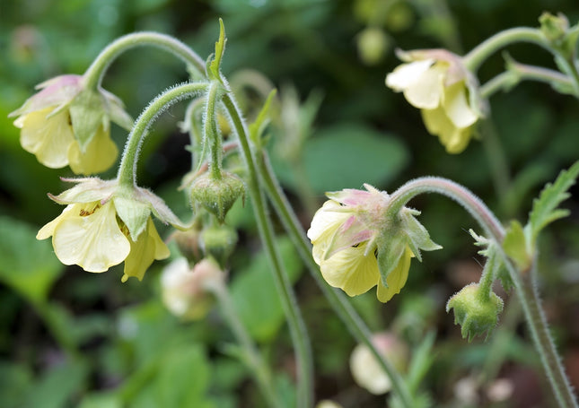 Geum rivale 'Album'