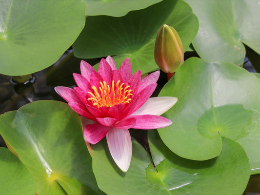 Gloriosa Water Lily - Pond Plants - LW09