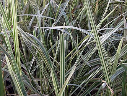 Glyceria maxima variegata