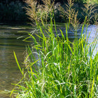 1 / 7cm Bareroot