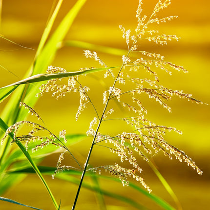 Glyceria maxima