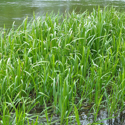 Glyceria maxima