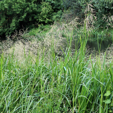 Glyceria maxima