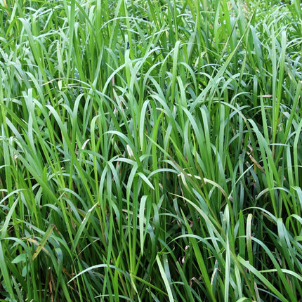 Glyceria maxima