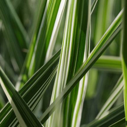 Glyceria maxima variegata
