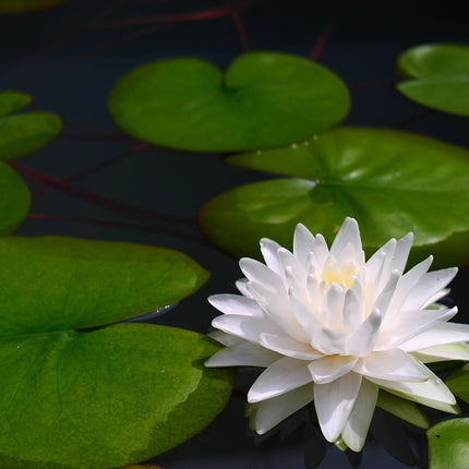 Nymphaea 'Gonnere'