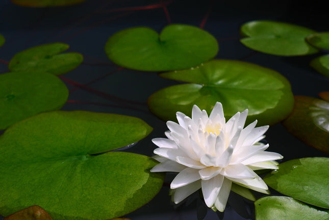 Nymphaea 'Gonnere'