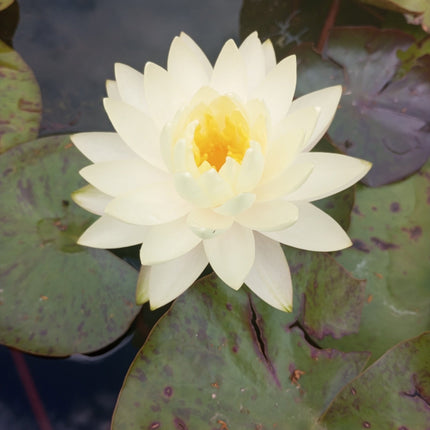 Nymphaea 'Gonnere'