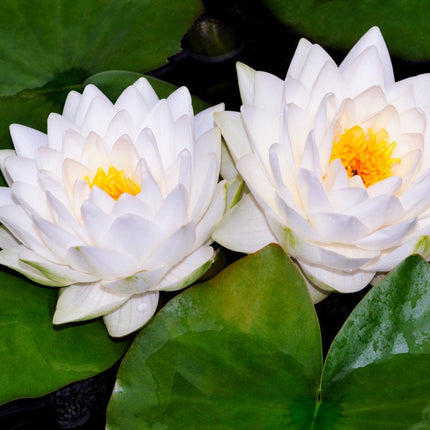 Nymphaea 'Gonnere'