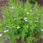 1 / 7cm Bareroot