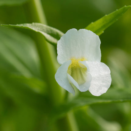 Gratiola officinalis
