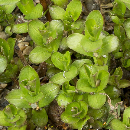 Gratiola officinalis