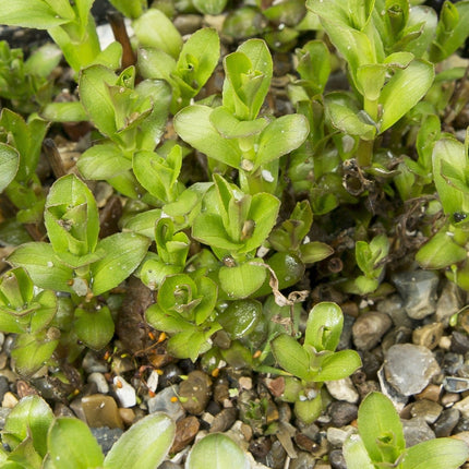 Gratiola officinalis