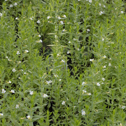 Gratiola officinalis