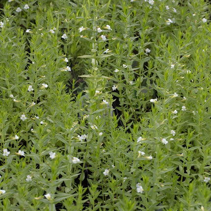 Gratiola officinalis