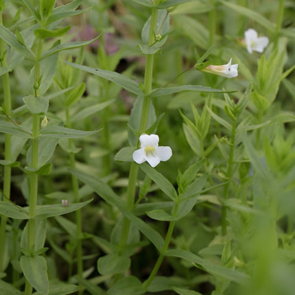 Gratiola officinalis
