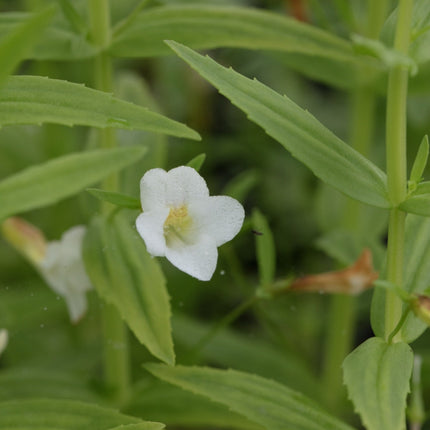 Gratiola officinalis
