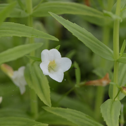 Gratiola officinalis