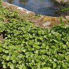 1 / 7cm Bareroot