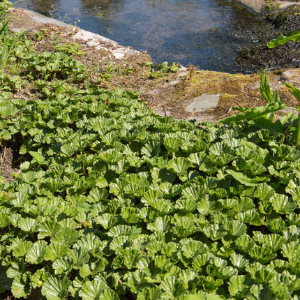 Gunnera magellanica