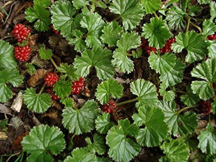 Gunnera magellanica