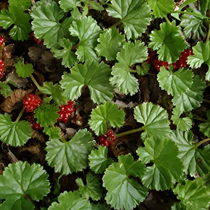 Gunnera magellanica