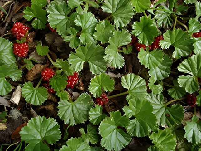Gunnera magellanica