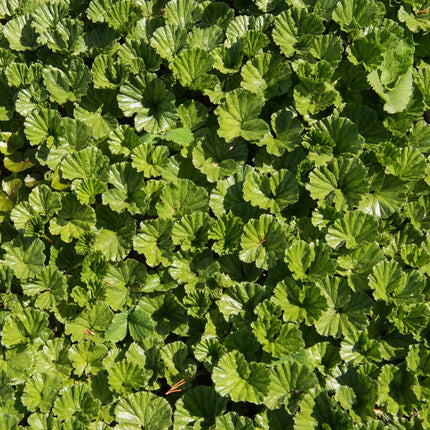 Gunnera magellanica