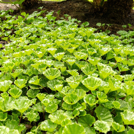 Gunnera magellanica