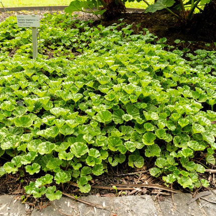 Gunnera magellanica