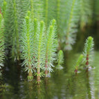 1 / 7cm Bareroot