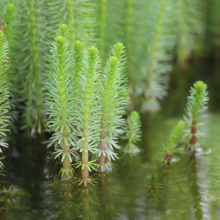 Hippuris vulgaris
