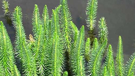 Hippuris vulgaris