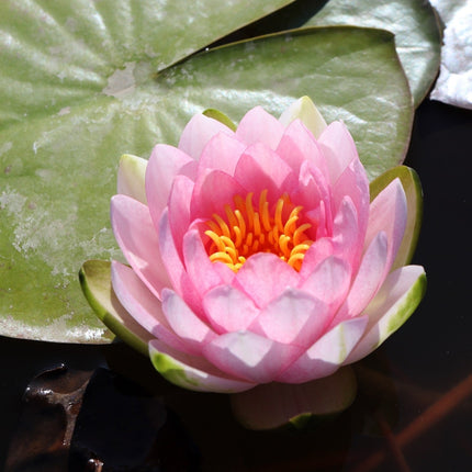 Nymphaea 'Hollandia'