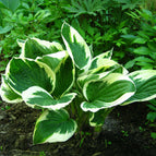 1 / 7cm Bareroot