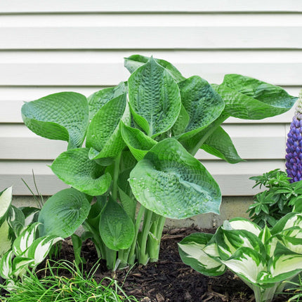 Hosta 'Abiqua Drinking Gourd'