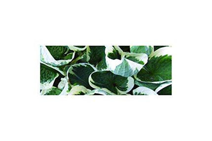 Hosta 'Patriot'