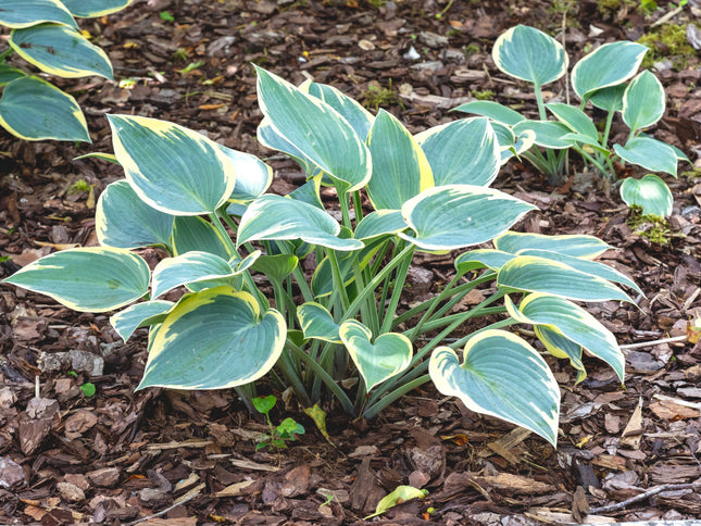 Hosta 'First Frost'