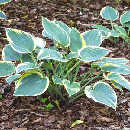 Hosta 'First Frost'