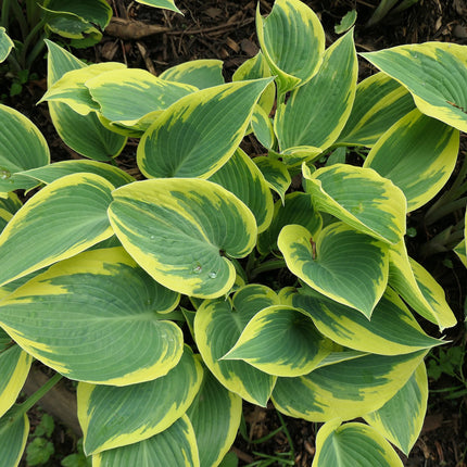 Hosta 'First Frost'