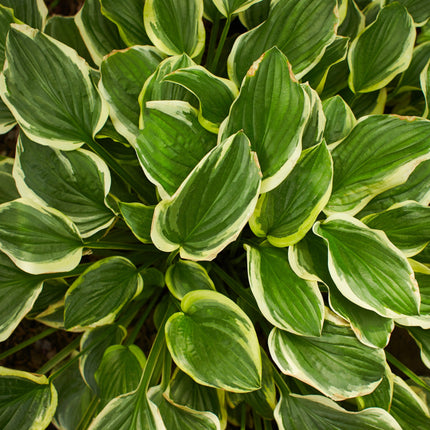 Hosta 'First Frost'