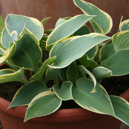 Hosta 'First Frost'